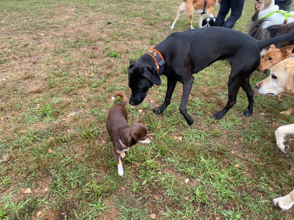 Seminar Ausdrucksverhalten des Hundes 05