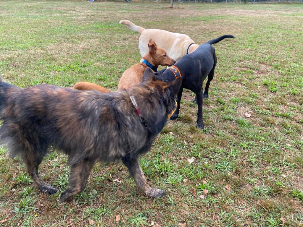 Seminar Ausdrucksverhalten des Hundes 02