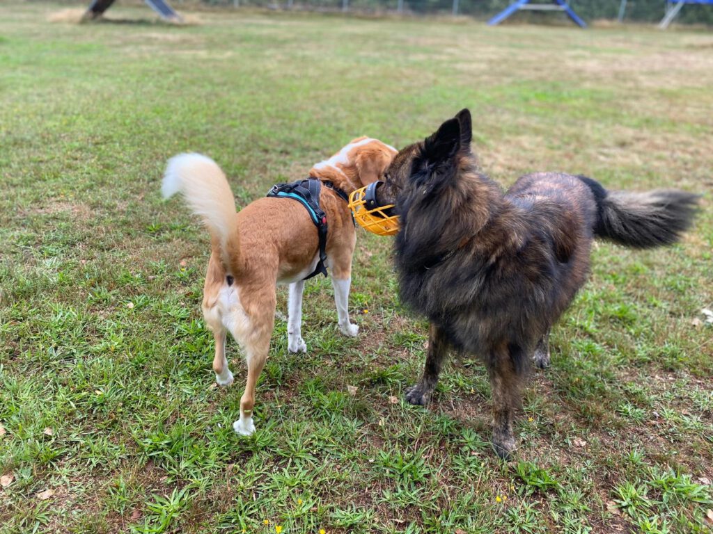 Seminar Ausdrucksverhalten des Hundes 01