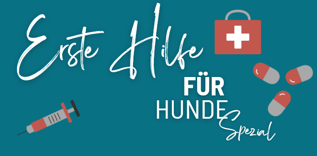 erste hilfe hunde