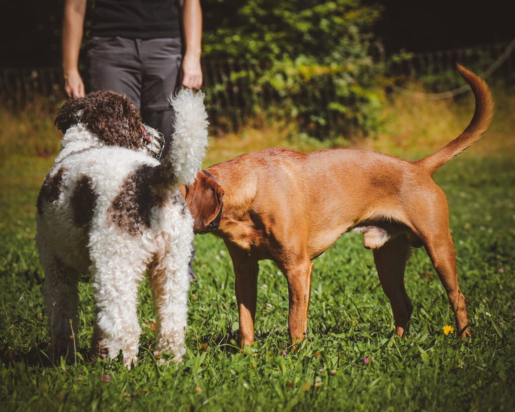 Agressionxverhalten_1