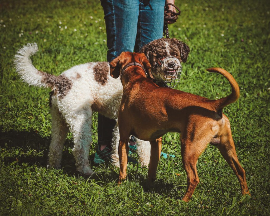 Agressionxverhalten_2