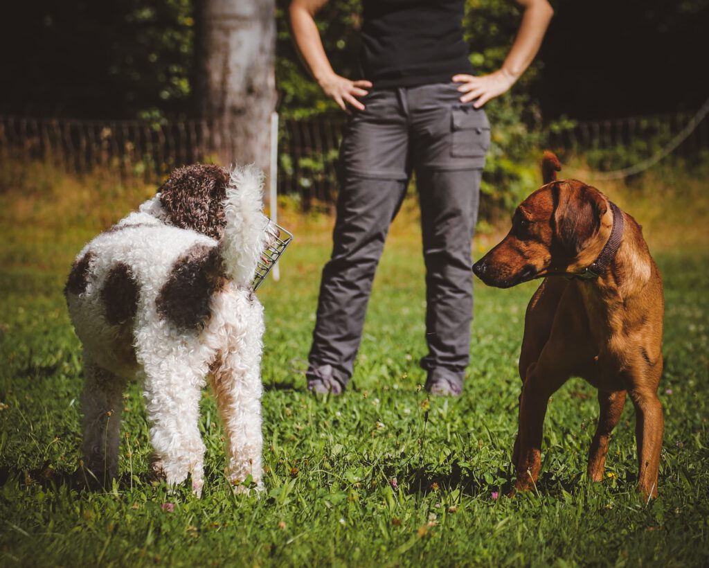 Agressionxverhalten_3