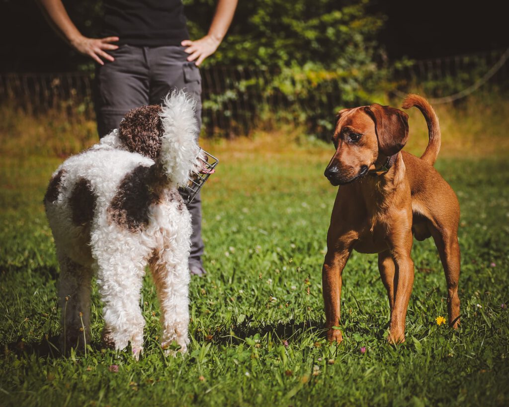 Agressionxverhalten_4