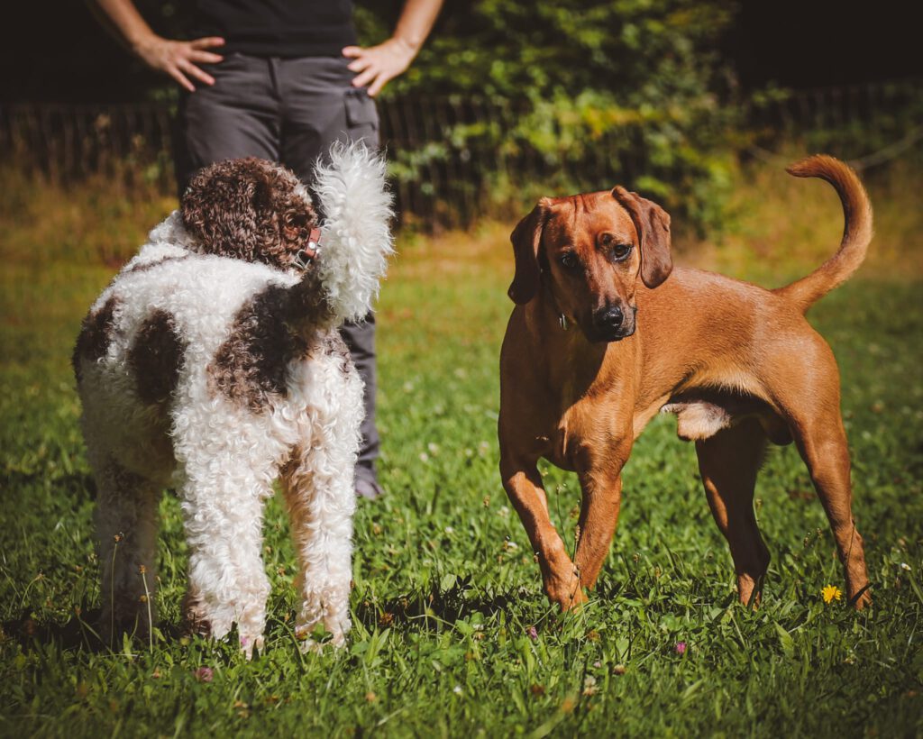 Agressionxverhalten_5