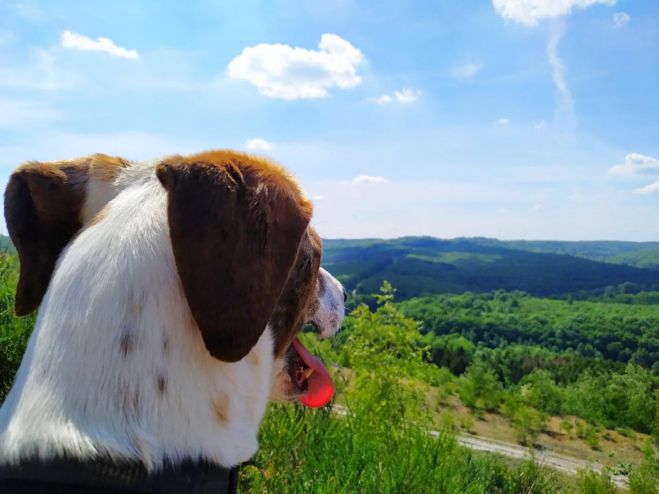 Schweinehund Karussell 03 Schweinehund Karussell 03