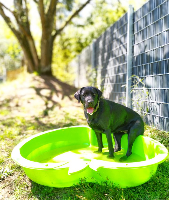 Schweinehund - karussell_51